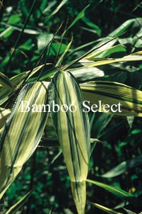 Pleioblastus variegatus