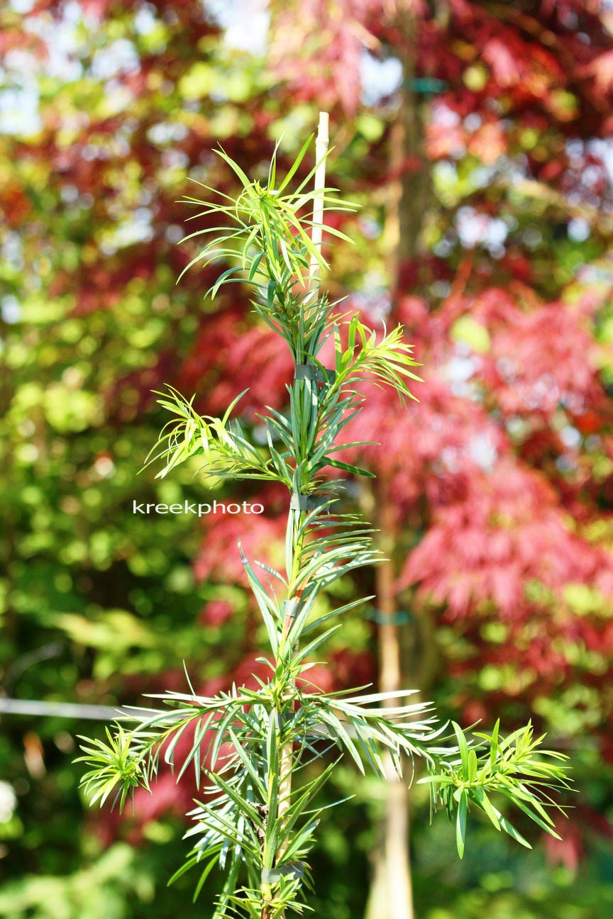 Podocarpus lambertii