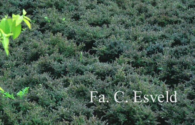 Podocarpus lawrencii 'Red Tip'