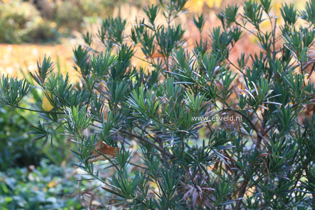 Podocarpus macrophyllus
