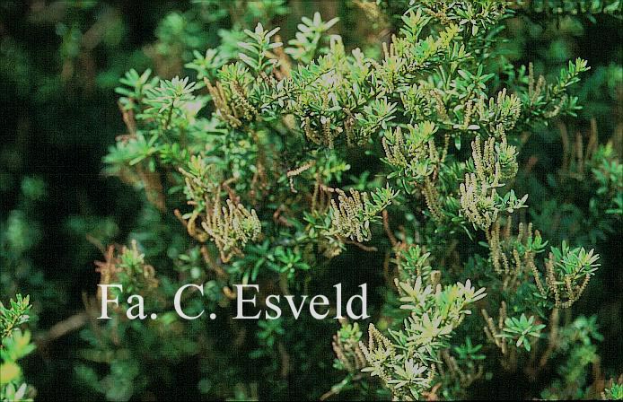 Podocarpus nivalis 'Trompenburg'