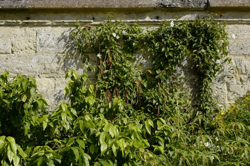 Podranea ricasoliana