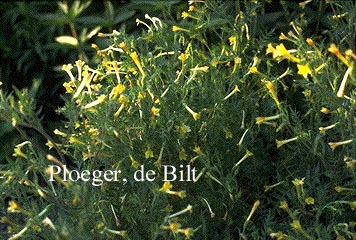 Polemonium pauciflorum