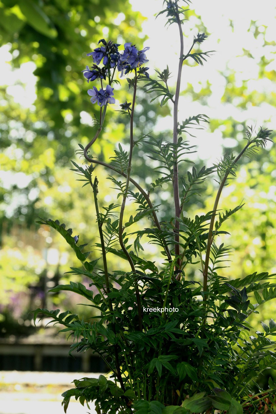 Polemonium yezoense 'Purple Rain'