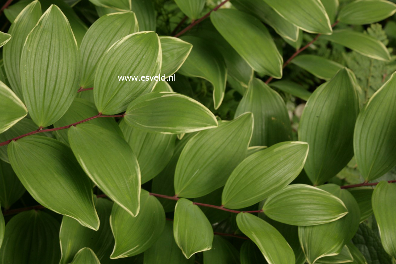 Polygonatum falcatum