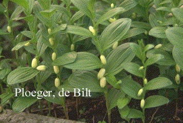 Polygonatum humile