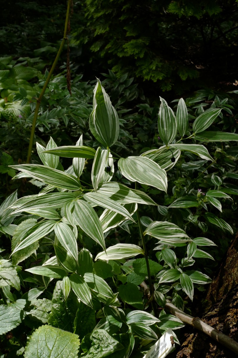 Polygonatum hybridum 'Striatum'