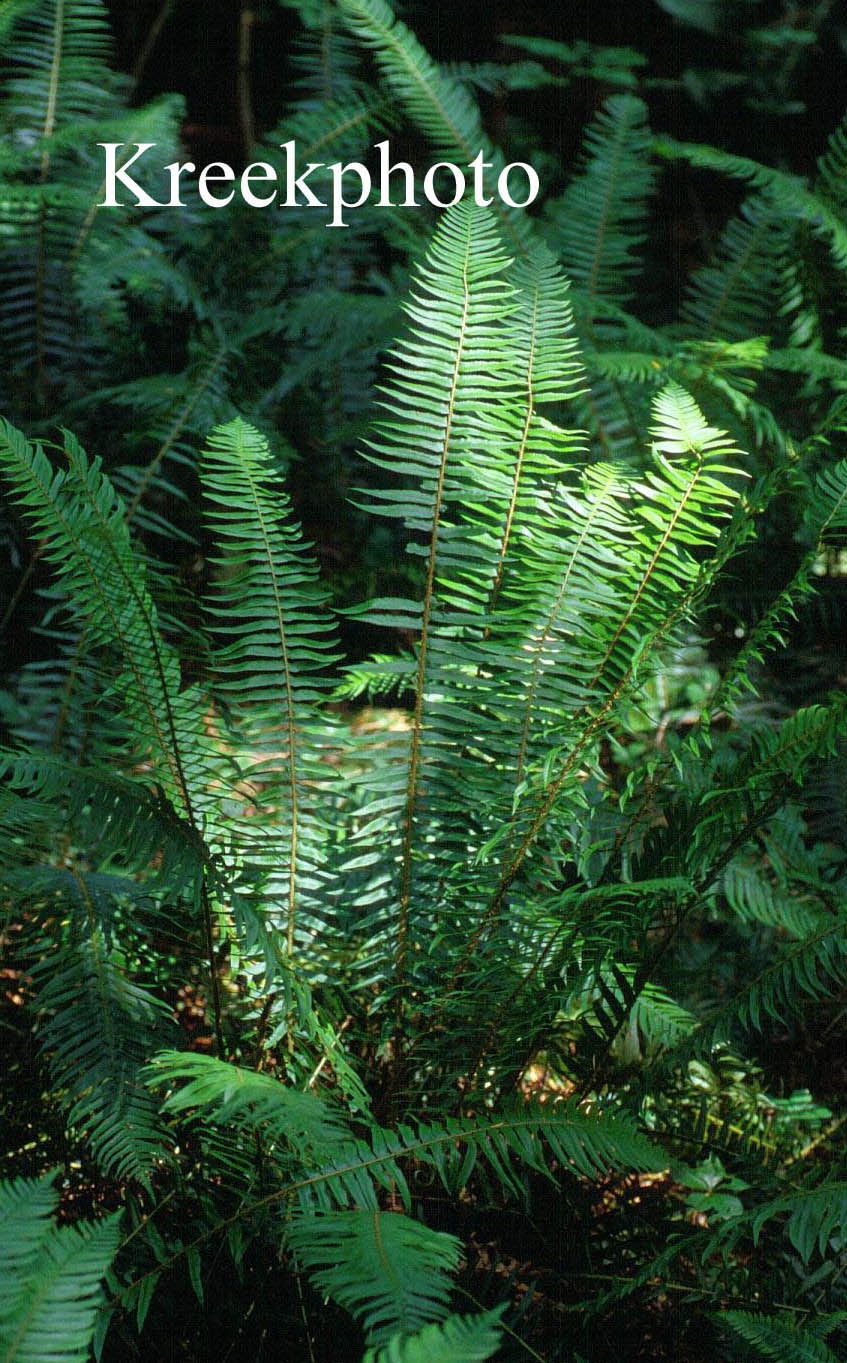 Polystichum munitum