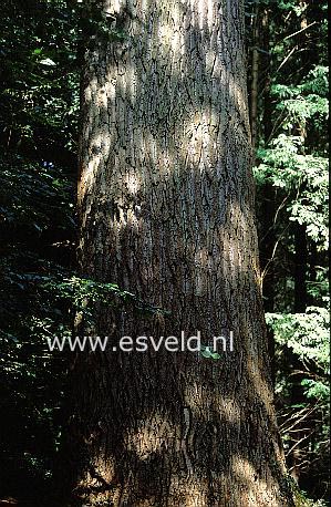 Populus canadensis