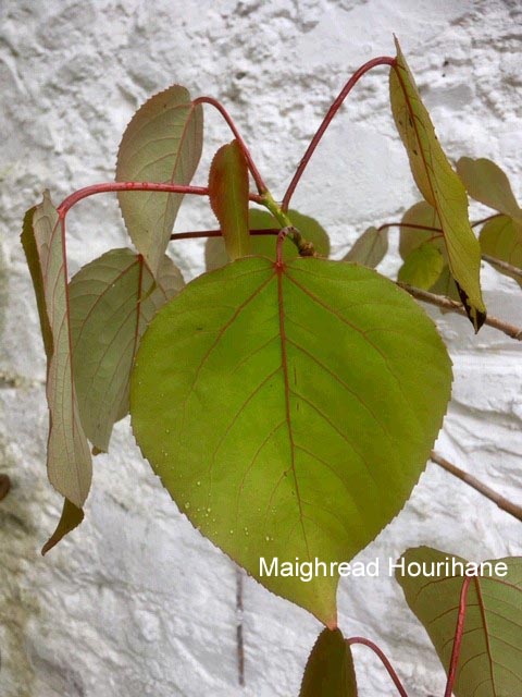 Populus jacquemontii glauca