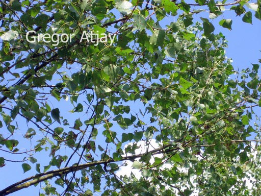 Populus nigra 'Wolterson'