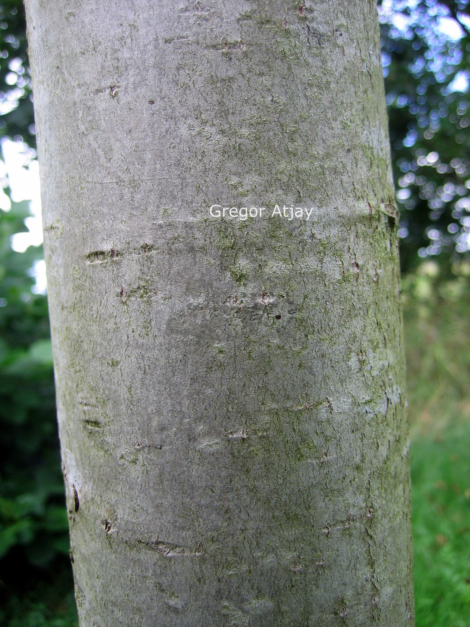 Populus purdomii