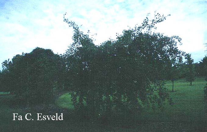 Populus tremula 'Pendula'