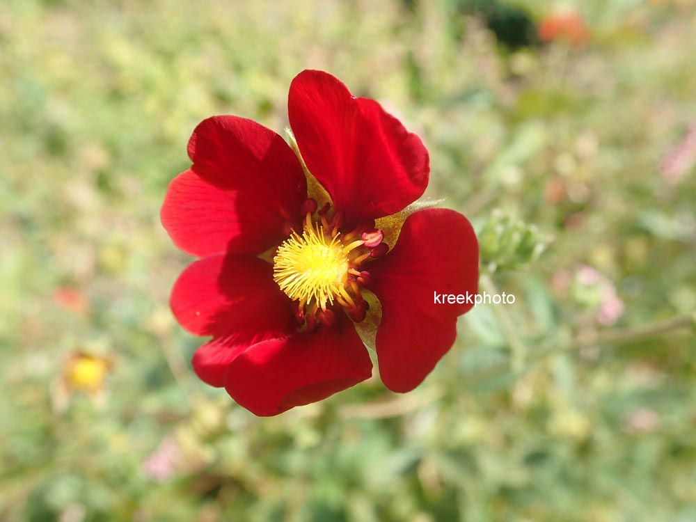 Potentilla 'Flamenco'