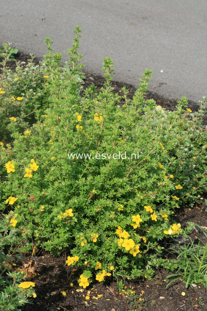 Potentilla fruticosa 'Buttercup'