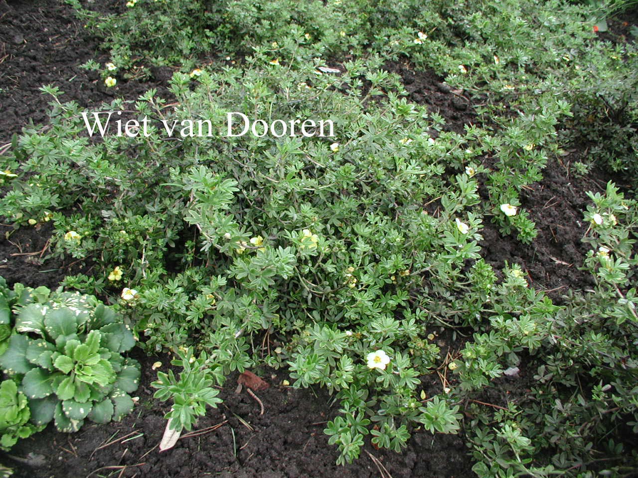 Potentilla fruticosa 'Elizabeth'