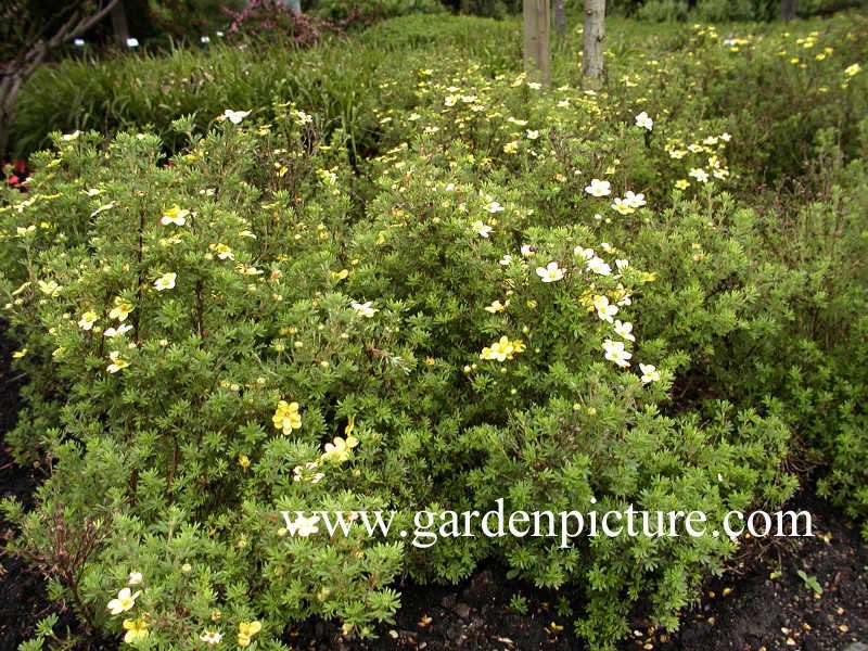 Potentilla fruticosa 'Goldkissen'