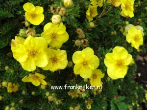 Potentilla fruticosa 'Hachmann's Gigant'