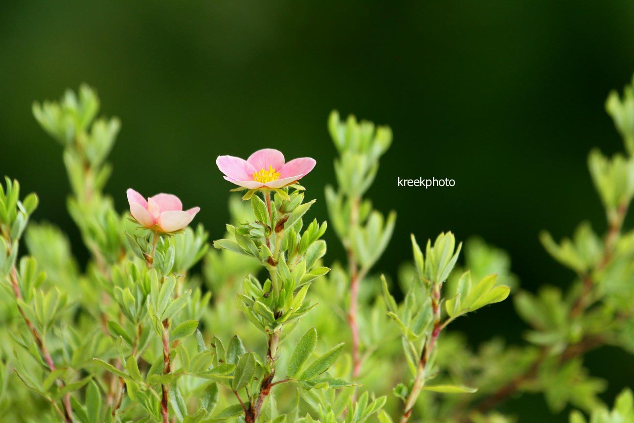 Potentilla fruticosa 'Kupinpa' (PINK PARADISE)