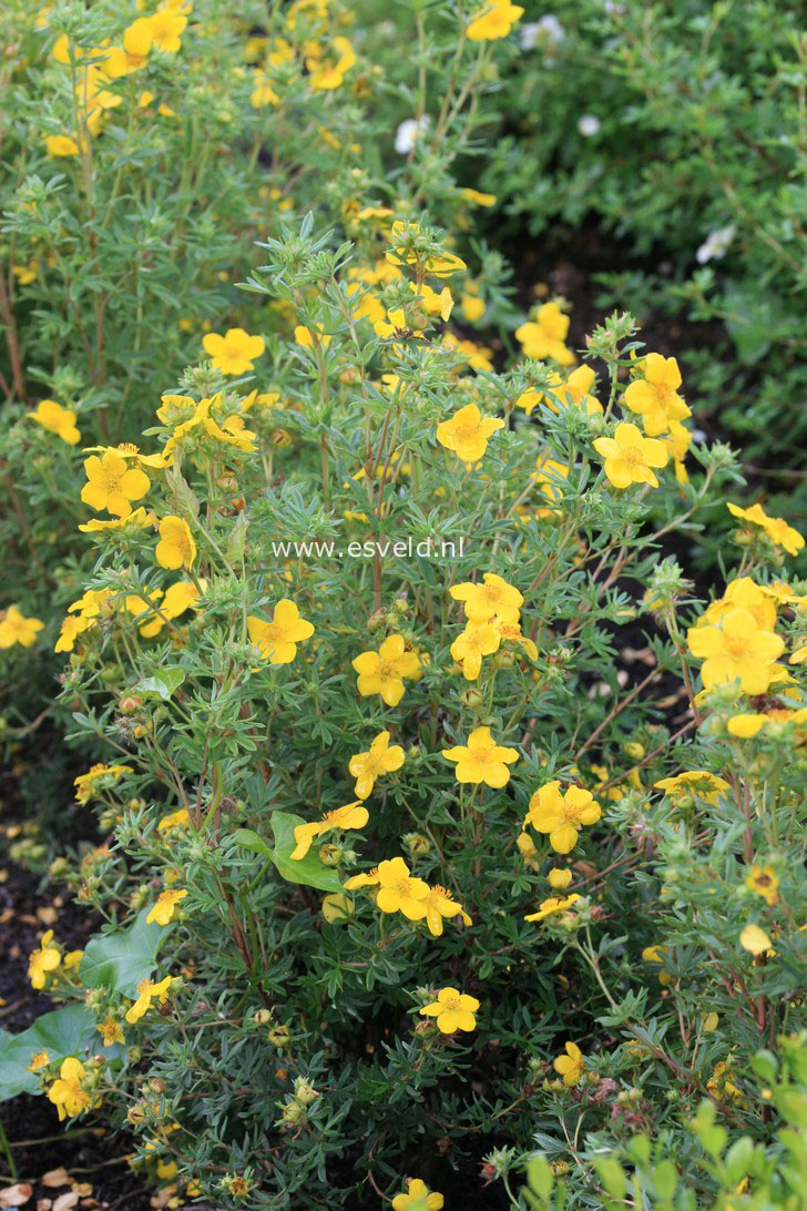 Potentilla fruticosa 'Leuchtfeuer'