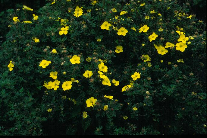 Potentilla fruticosa 'Sommerflor'