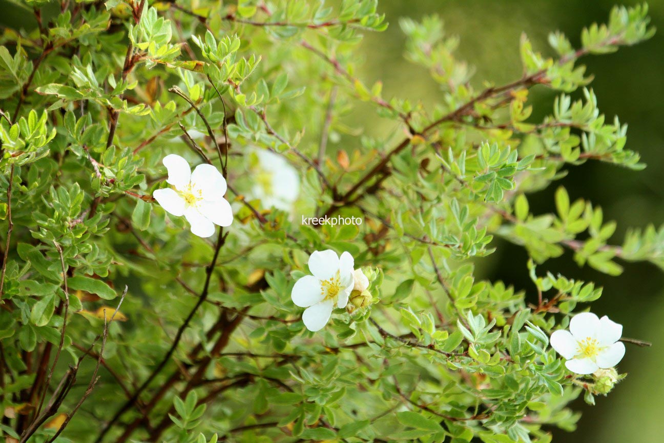 Potentilla fruticosa 'White Lady'