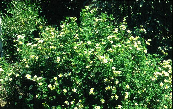 Potentilla sulphurascens