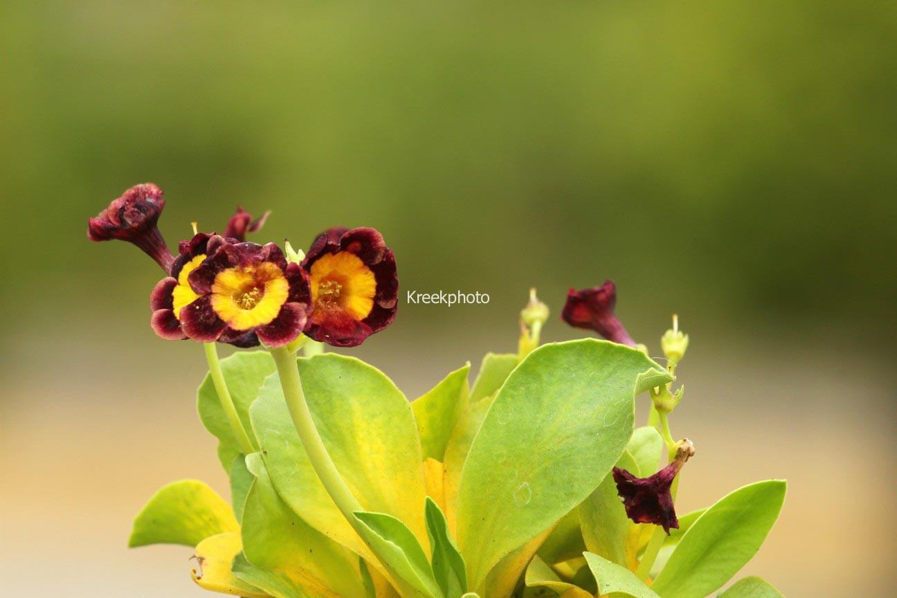 Primula 'Bradford City'