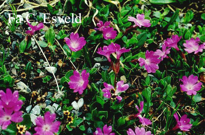 Primula integrifolia