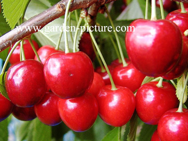 Prunus avium 'Hedelfinger Riesenkirsche'