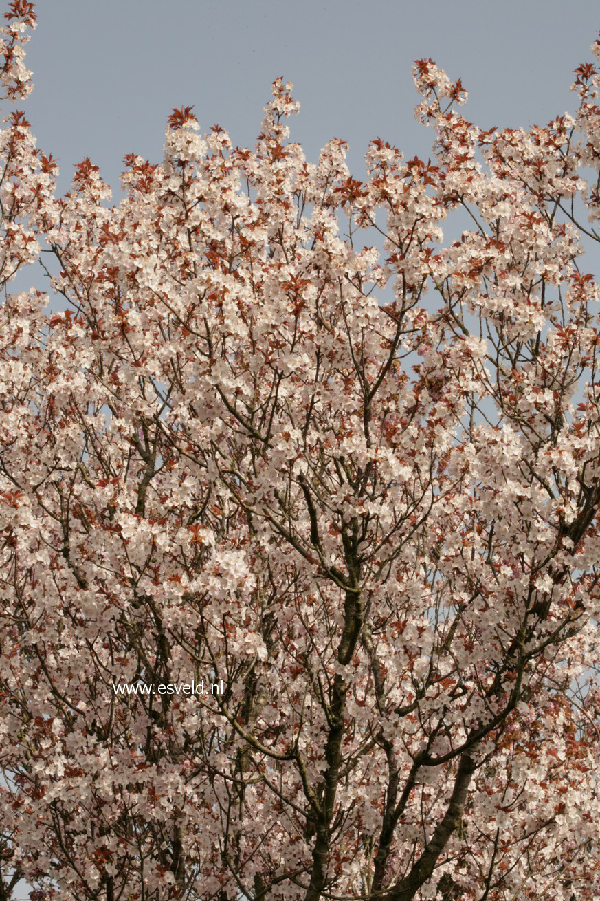 Prunus avium 'Landscape Bloom'