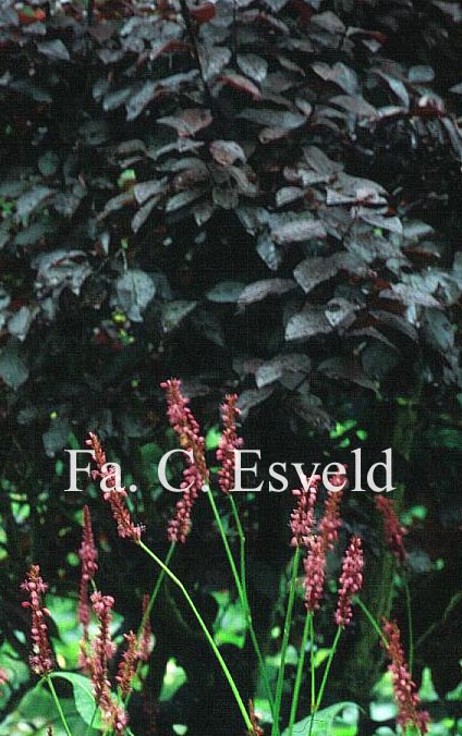 Prunus cerasifera 'Nigra'