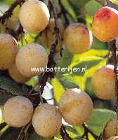 Prunus domestica 'Mirabelle de Nancy'