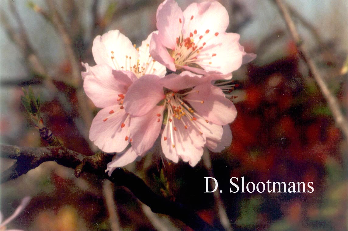 Prunus dulcis 'Robijn'