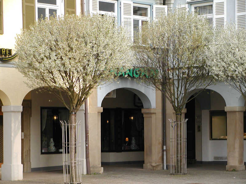 Prunus eminens 'Umbraculifera'