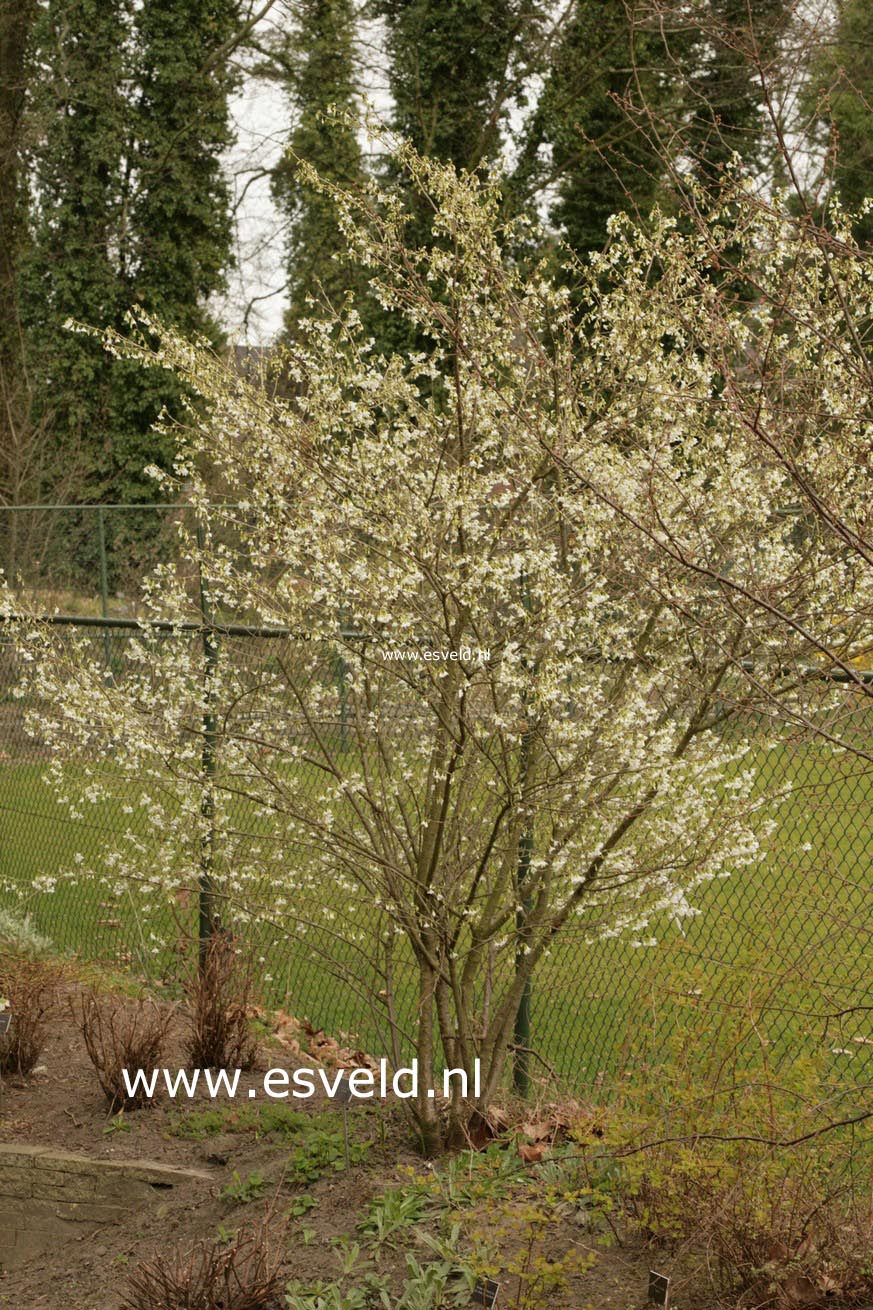 Prunus incisa 'Midori-zakura'