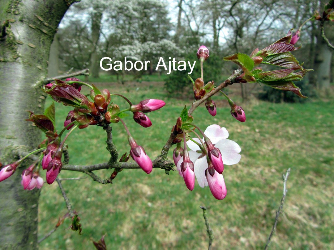 Prunus incisa 'Paean'