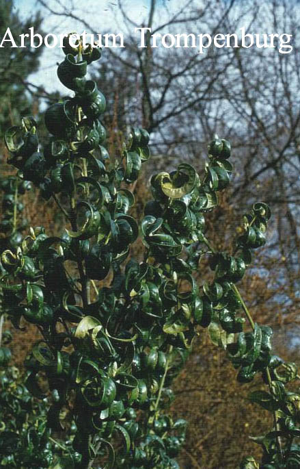 Prunus laurocerasus 'Camellifolia'