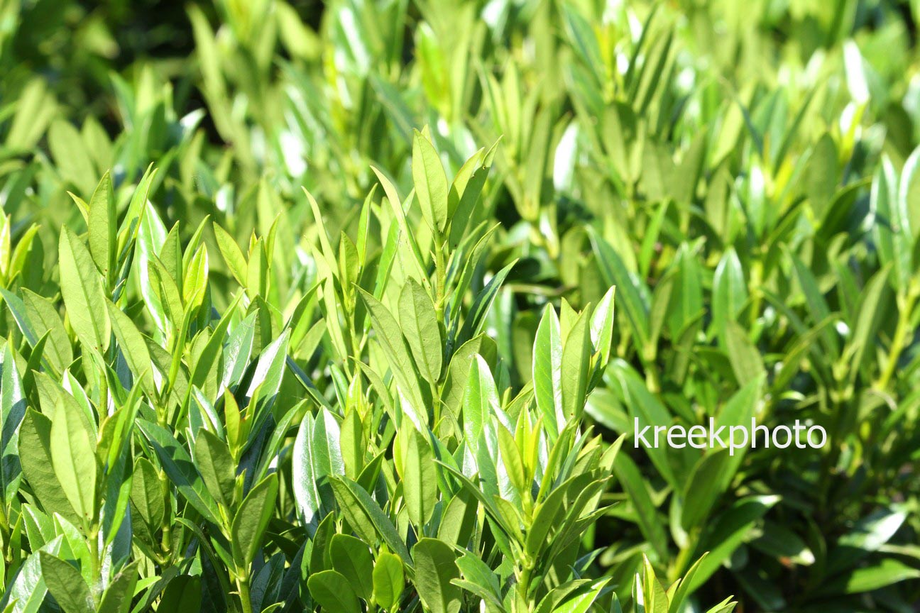 Prunus laurocerasus 'Gajo'