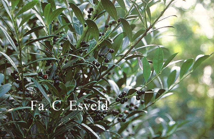 Prunus laurocerasus 'Rudolf Billeter'