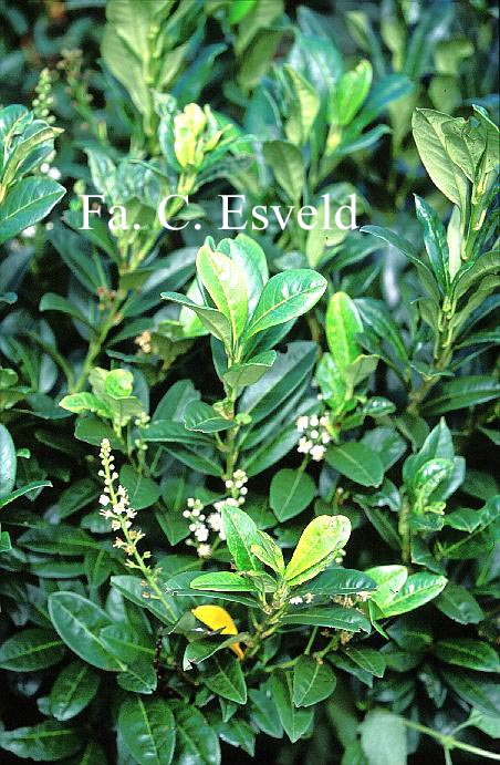 Prunus laurocerasus 'Serbica'