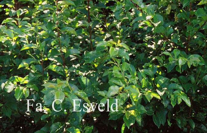 Prunus lusitanica azorica