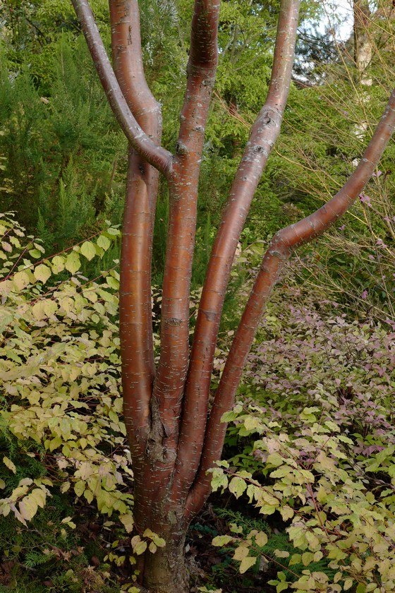 Prunus maackii 'Amber Beauty'
