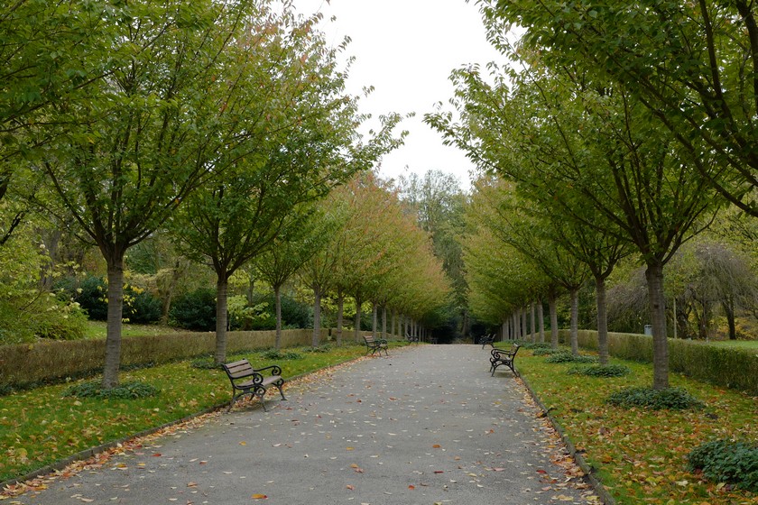 Prunus serrulata 'Kanzan'