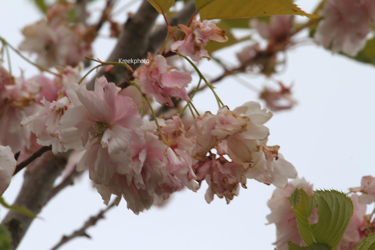 Prunus serrulata 'Pink Perfection'