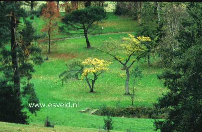 Prunus subhirtella
