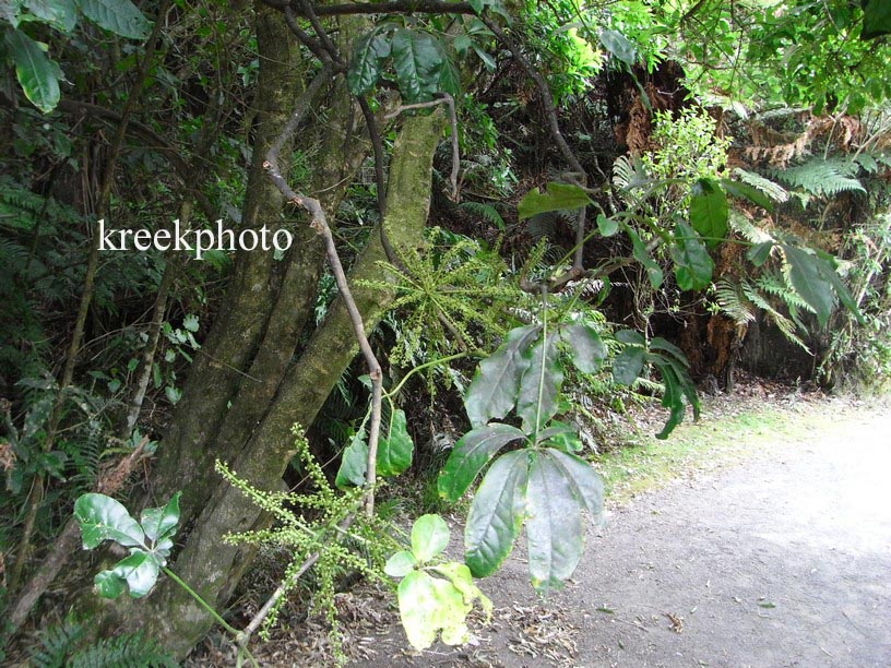 Pseudopanax arboreus
