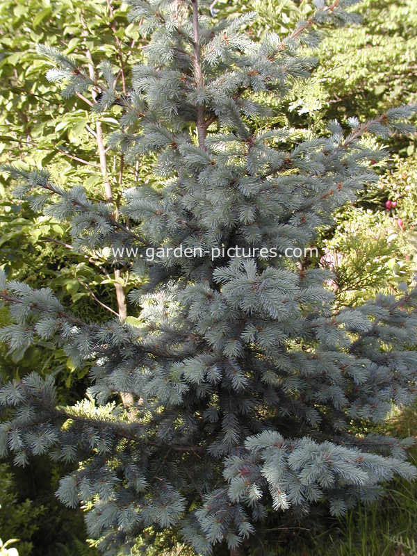 Pseudotsuga menziesii glauca