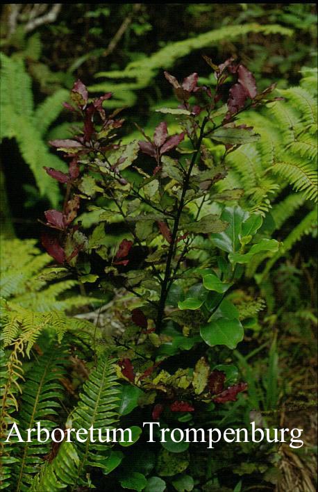 Pseudowintera colorata