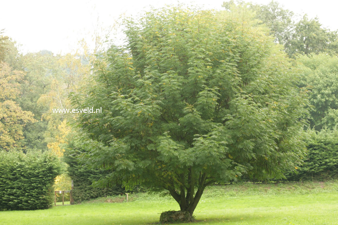 Pterocarya rehderiana